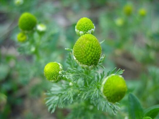 Chamomile treats knee arthritis