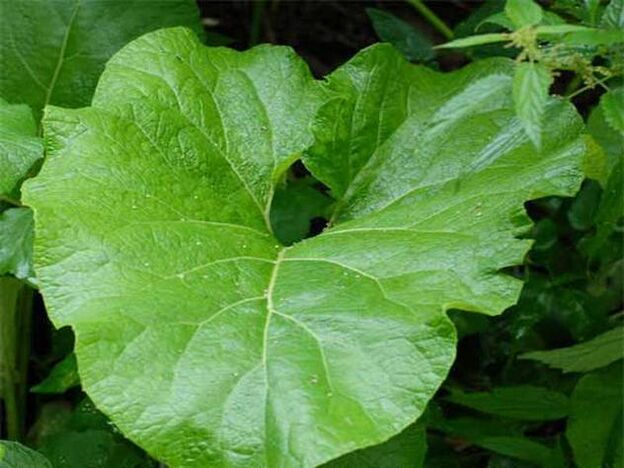 Burdock leaves are used to relieve the pain of back osteochondrosis