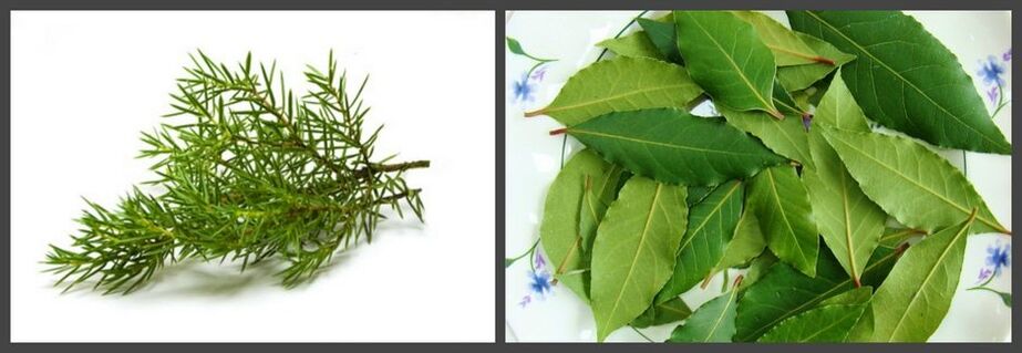 Juniper and bay leaf as part of the ointment will help relieve the pain of osteochondrosis